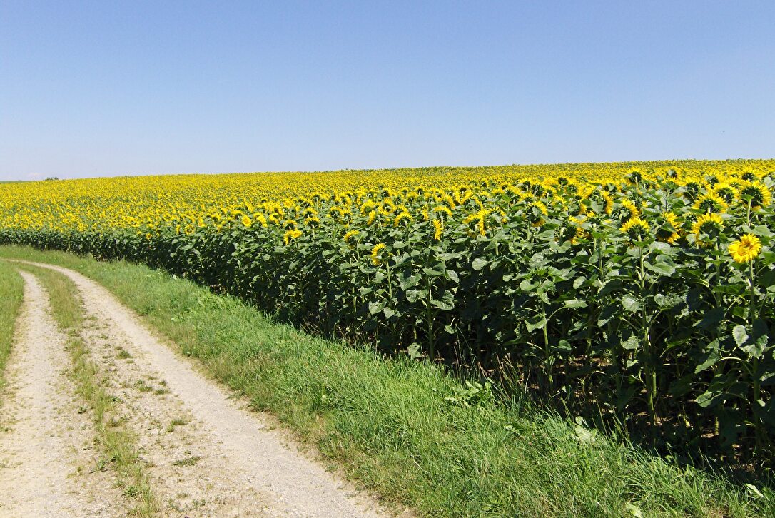 Sonnenblumenfeld