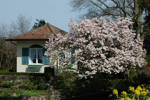 Magnolia x soulangiana

- Kreuzung M.denudata x M.liliiflora
- blüht April – Mai und wird 5 – 10 m hoch
- Besonderes: Leicht giftig. Gezüchtet 1820 von E. Soulange-Bodin bei Paris. Schnelle Verbreitung in den europäischen Gärten. Mehrere Sorten.
