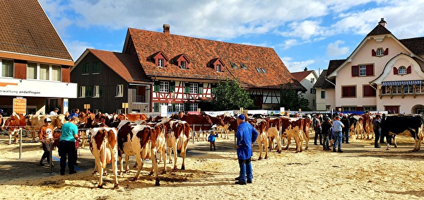 Marktplatz an der Viehschau