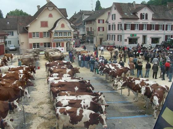 Viehschau 2008