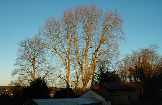Platanus x hispanica

- Vermutlich Kreuzung P. occidentalis x P. orientalis
- blüht Mai – Juni und wird bis 35 m hoch
- Besonderes: Allergien. Entstanden um 1650 in S-Europa. Nur in Kultur bekannt. Die beiden vorderen, vermutlich 200 jährigen Platanen gehören nebst den 300 jährigen Eiben, zu den ältesten Bäumen im Park.
