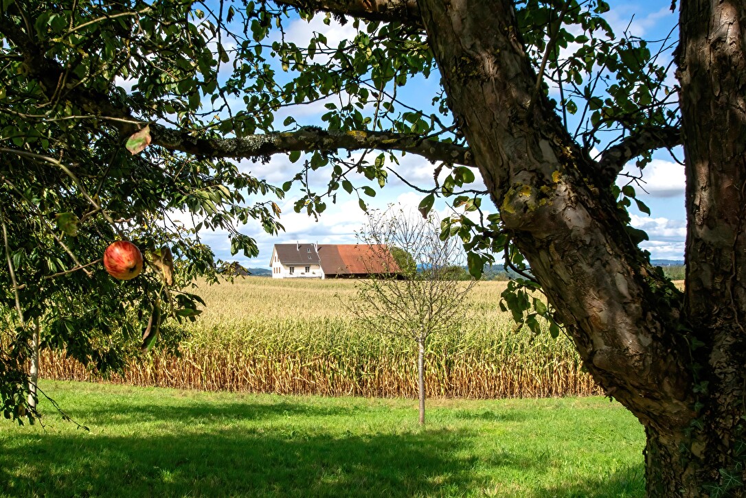 Apfelbaum