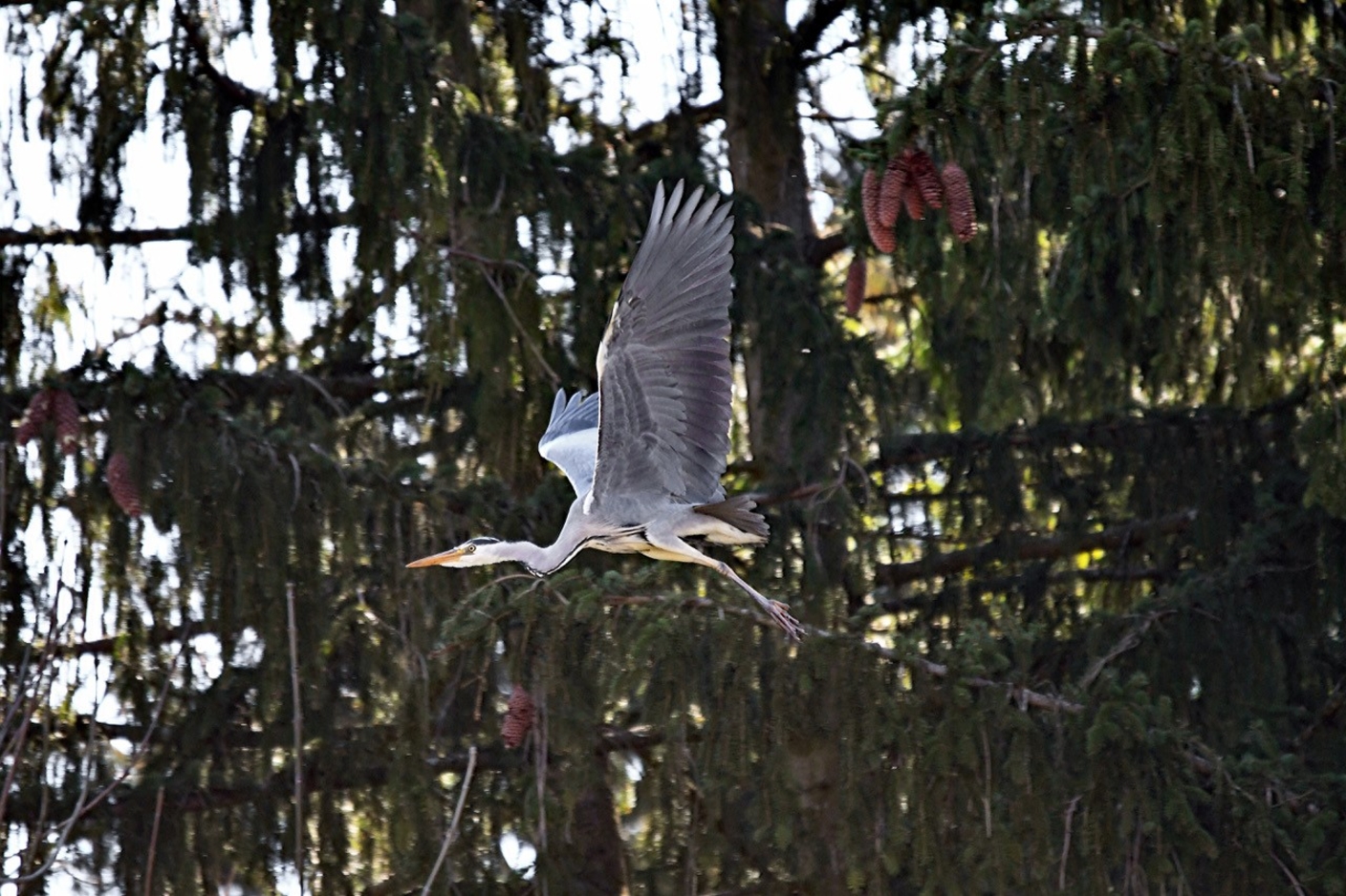 Graureiher im Schlosspark
