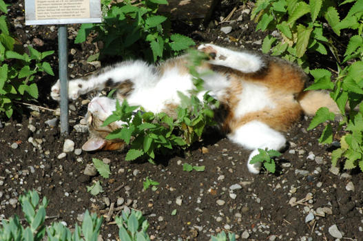 Selbst die Katzen finden am Küchenkräuter-Garten gefallen (zum Missfallen vom Schlossgärtner). Oder besser gesagt, es ist ein einziges Kraut, das die Katzen magnetisch anzieht: Die Weisse Minze (Nepeta cataria ssp. citriodora). Sie ist nahe mit der Katzenminze verwandt. Das Aroma ist mild zitronig mit etwas Rose und hält sich im Gegensatz zur echten Melisse auch nach dem Trocknen erstaunlich gut. Der Tee, vor allem frisch, schmeckt viel besser als von Zitronenmelisse und wirkt leicht entspannend (nicht beruhigend).