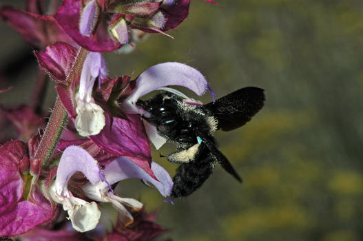 Auch die Insekten wissen, was gut ist. Das breite Blütenangebot den ganzen Sommer über bietet den verschiedensten Insekten ein willkommenes Nahrungsangebot. Seit etwa sechs Jahren ist auch die Holzbiene im Schlosspark anzutreffen. Aufgrund der Klimaerwärmung haben sich Holzbienen erst in jüngster Zeit vom Mittelmeerraum aus nach Norden ausgebreitet. Die Holzbiene liebt besonders den Muskateller- Salbei.
