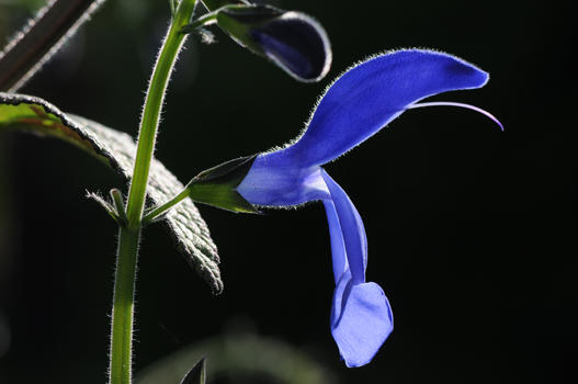 Es gibt weltweit etwa 800-900 Salbeiarten, von etlichen gibt es auch viele Sorten. Von Salvia patens gibt es u.a. hellblaue, dunkelblaue, rosa, zweifarbige und weissblühende Sorten.