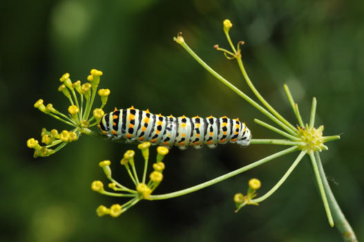 Der Schwalbenschwanz-Schmetterling liebt den Küchenkräuter-Garten. Er findet hier für seinen Nachwuchs zwar keine Karotten, dafür aber Dill, Gewürzfenchel und Weinraute. Selten ist die eindrückliche 'Rüeblirauppe' sogar auf der Petersilie anzutreffen. 