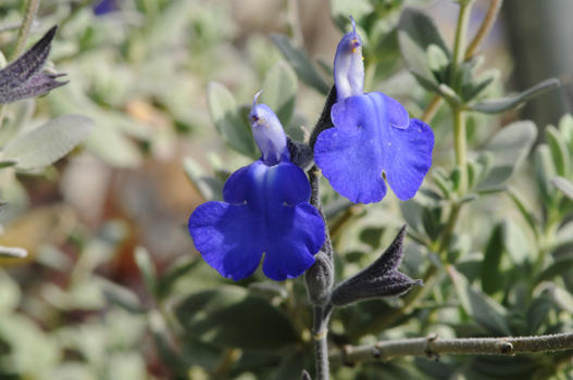 Salvia chamaedryoides wächst in Mexiko auf 2100 – 2800 m ü.M. Die blauen feinen Blüten heben sich gut ab von den grauen kleinen Blättern. Die Pflanze präsentiert sich sehr gut im Topf.
