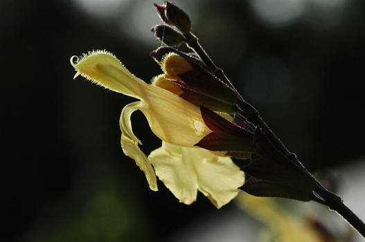 Aus einem Samen der orange-rot blühenden S. microphylla ’Cabrillo Sunrise’ keimte im Schlosspark Andelfingen eine Salbei mit gelben Blüten und rötlichen Kelchblättern. Aus Dankbarkeit an das Stifterehepaar heisst die Pflanze: ’Andenken an Alfred und Eugénie Baur’.