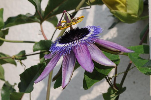 Seit etwa 16 Jahren zieren den Sommer über etwa acht verschiedene Passionsblumen die Schlossfassade. Einzig die Passiflora incarnata ist winterhart (und teilweise die bekannte Passiflora caerulea). Die anderen müssen im Herbst ausgegraben und im Gewächshaus überwintert werden.  