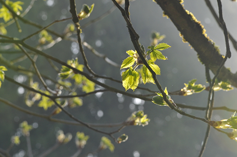 Frühling