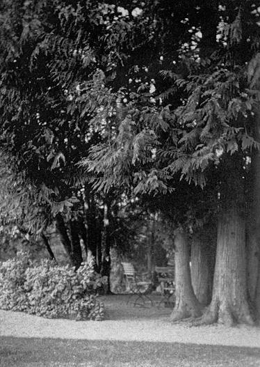 Der grosse Stammumfang des Riesen-Lebensbaums ist nicht auf ein sehr hohes Alter zurück zu führen. Die Fotoaufnahme von ca. 1920 verrät den Trick: ca. 1870 wurden sechs Bäume im Kreis gepflanzt und sind mit den Jahren zusammen gewachsen.