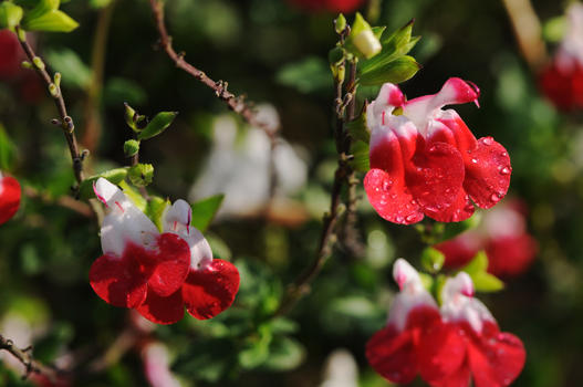 Eine ganz besondere Salbei ist ’Hot Lips’. Sie blüht in der Regel rot/weiss. Die Blüten können aber auch ganz rot oder ganz weiss sein, je nach Jahreszeit.