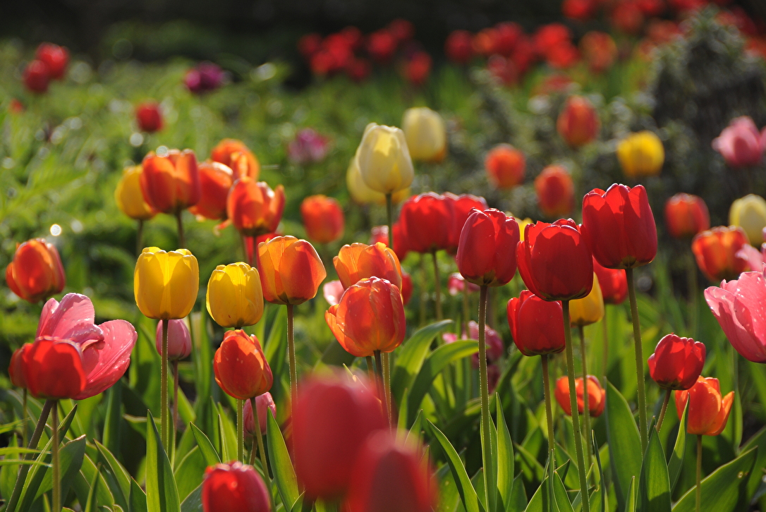 Tulpen
