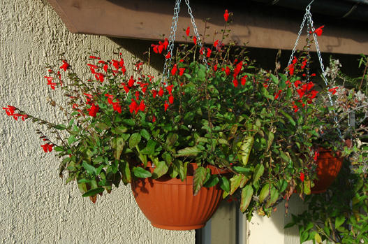 Salvia blepharophylla eignet sich ausgezeichnet als Ampelpflanze.