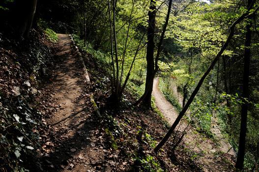 Im extensiven Teil des Parks, dem Tobel, wachsen vorwiegend Eiben, Haselsträucher, Bergahorn, Rot-Buche, Rottanne und Esche.