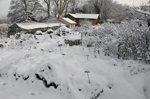In vielen Gärten ist es (Un-) Sitte, dass im Herbst alles abgeschnitten, abgeräumt und gesäubert wird. Damit beraubt man sich und den Garten um einen wichtigen Aspekt, den Winteraspekt. Im Schnee werden Strukturen sichtbar und Raureif verleiht den abgestorbenen Samenständen nochmals eine ungeahnte Schönheit. Zudem bieten die abgestorbenen Blätter und Samenstände den Pflanzen und Insekten etwas Winterschutz, daran finden Vögel den Winter durch willkommene Nahrung: Samen und Insekten.