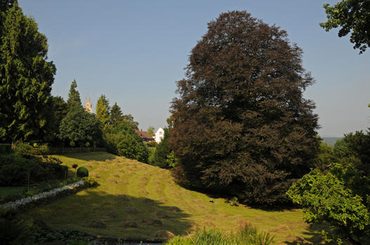 Fagus sylvatica f. purpurea

- Sämling der Blut-Buche
- blüht April – Mai und wird bis 30 m hoch
- Besonderes: Entdeckt um 1680 in Buch am Irchel, um 1770 in Thüringen, um 1840 im Südtirol. In Buch am Irchel Sage über Blattfärbung nach Brudermord.
