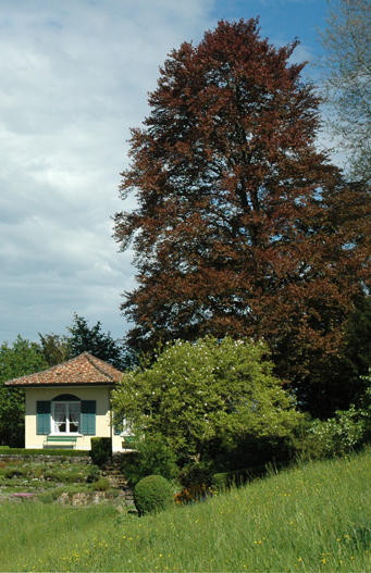 Fagus silvatica ’Atropunicea’

- Abart der heimischen Rot-Buche
- blüht April – Mai und wird bis 30 m hoch
- Besonderheiten: Sorte mit dunkelstem Blatt. Vermehrung durch Veredlung.
