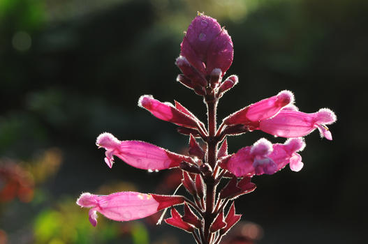 Salvia involucrata kommt aus Mexiko. Sie ist eine Salbei, die man einfach lieben muss! Sie blüht unermüdlich vom Hochsommer bis zum ersten Frost.