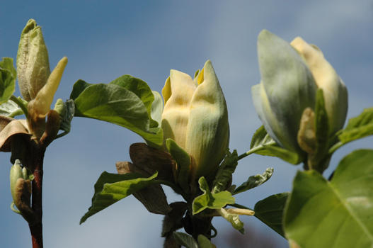 Magnolia acuminata

- Heimat: Östl. N-Amerika
- blüht im Mai, unauffällig und wird bis 25 m hoch
- Besonderheiten: leicht giftig. Grösste und winterhärteste Magnolie. Selten anzutreffen. Raschwüchsig.
Die vom Sturm 1982 stark geschädigte Gurkenmagnolie ist im Sommer 1998 abgestorben. Im Frühjahr 2000 wurde sie durch einen Jungbaum ersetzt.
