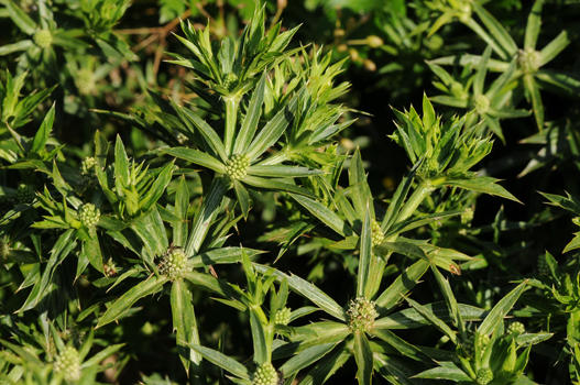 Entweder man liebt Koriander–Aroma oder nicht. Neben dem Koriander gibt es noch weitere Pflanzen, die dieses Aroma enthalten. Darunter findet sich eine kleine, leider nicht winterharte Distel (Eryngium foetidum), die ganz verblüffend dieses Aroma aufweist und viel in der thailändischen und südostasiatischen Küche verwendet wird.
