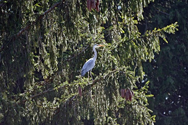 Graureiher im Schlosspark am Ostersamstag