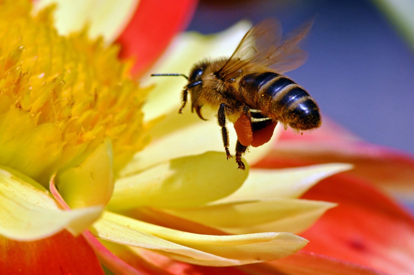 Biene besucht eine Dahlienblüte