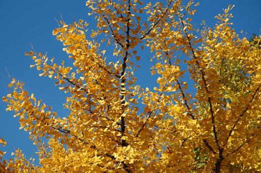 Der Ginkgo trägt im Spätherbst eine aussergewöhnlich schöne gelbe Herbstfärbung. Bei einem frühen, stärkeren Herbst-Frost fallen die Blätter in ganz kurzer Zeit grün zu Boden.
