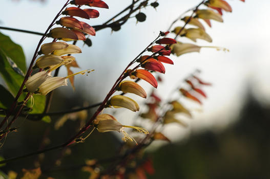 Die Vielfalt in der Natur ist unendlich. Als ich vor Jahren ein Bild der Sternwinde (Quamoclit lobata) sah, war mir sofort klar, dass ich diese haben muss. Doch das war gar nicht so einfach. Erst nach langer geduldiger Suche hielt ich den ersehnten Samen von dieser prächtigen einjährigen Kletterpflanze in der Hand. Nur wenige Monate später entdeckte ich die Sternwinde als Samenneuheit auch im Migros und Volg. 