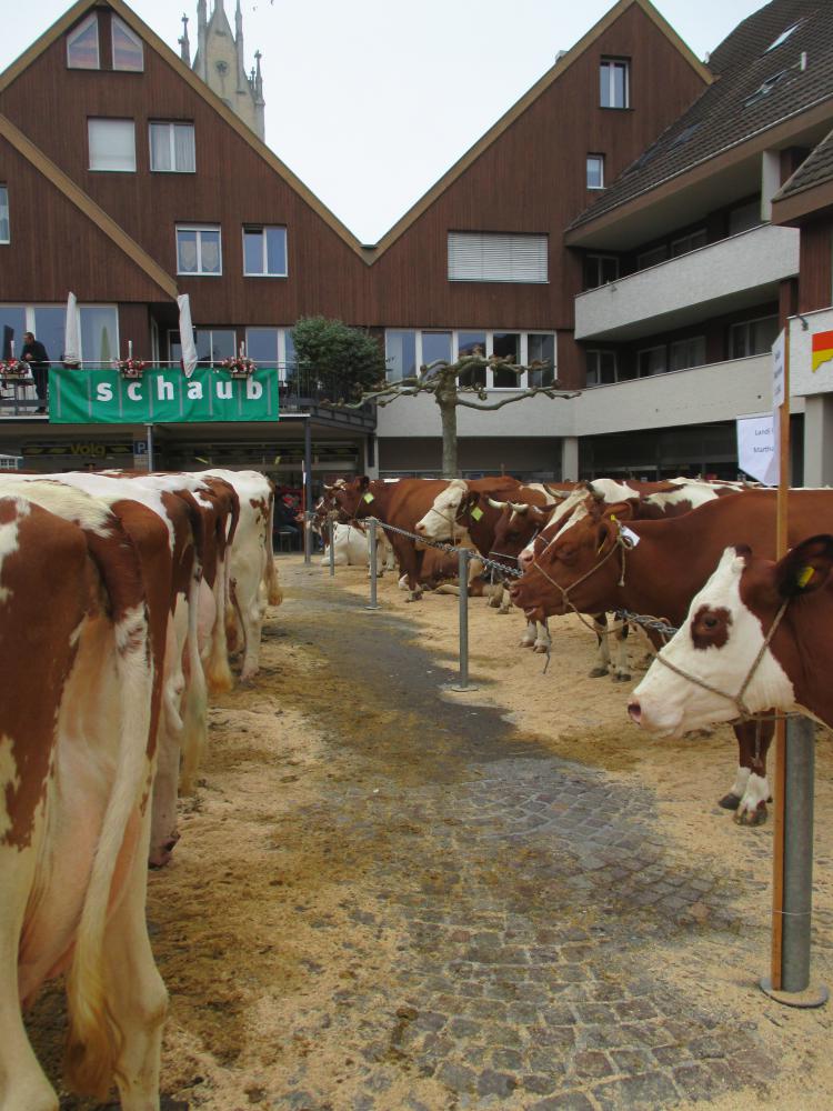 Viehschau 2016