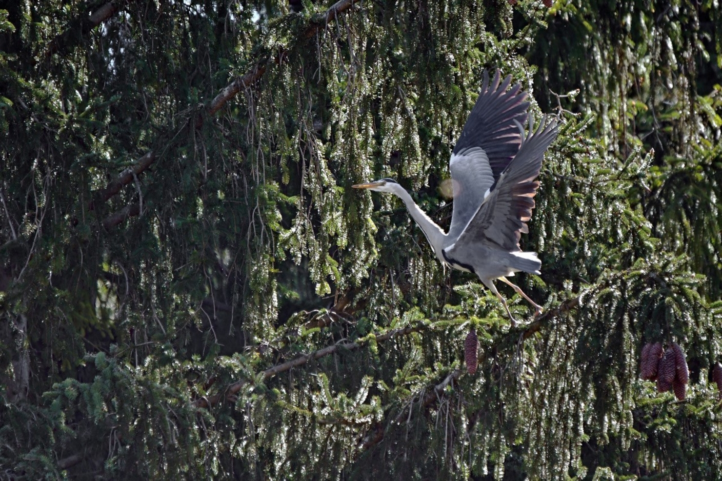 Graureiher im Schlosspark