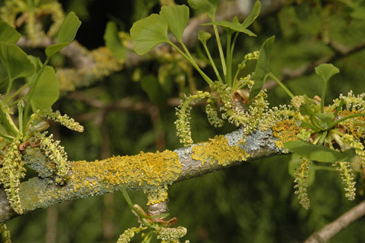 Die Blüten des männlichen Ginkgos erscheinen zahlreich Ende Mai, anfangs Juni. Weibliche Ginkgos sind wegen der stinkenden Früchte im Herbst nicht so beliebt.