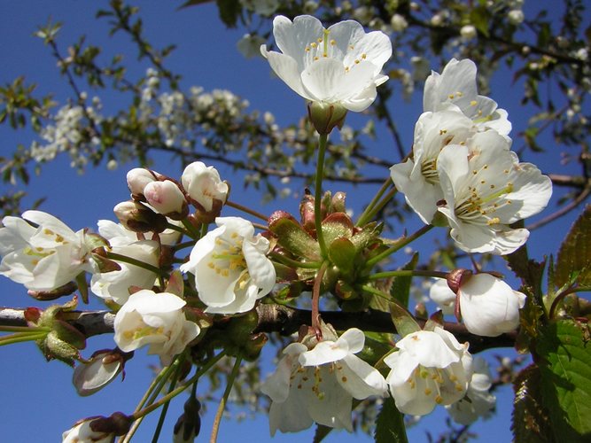 Apfelblüten mit blauem Himmel im Hintergrund