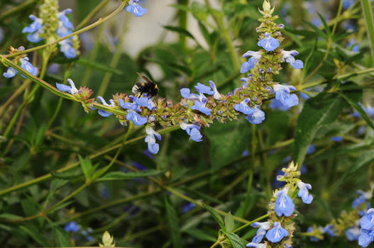 Die aus Brasilien, Uruguay und Argentinien stammende Salvia uliginosa trägt ihren deutschen Namen „Hummelschaukel“ zu Recht. Die feinen hohen Triebe besitzen himmelblaue Blüten, sie schaukeln im Wind oder beim Besuch von Hummeln, hin und her.