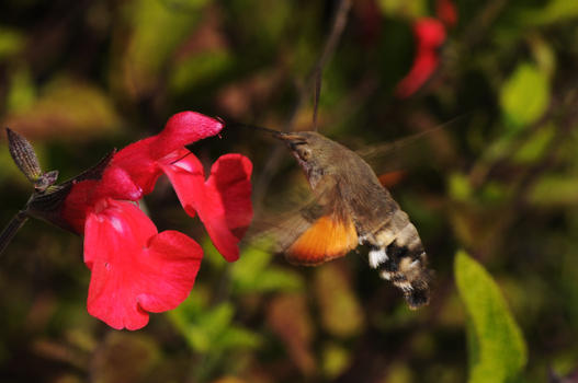 Ähnlich sieht es wohl in der Heimat der südamerikanischen Salvien aus, wenn dort die Salbeiblüten von Kolibris besucht werden. Doch bei uns handelt es sich nicht um Kolibris, sondern um das Taubenschwänzchen, auch Kolibrischwärmer genannt. Taubenschwänzchen sind Wanderfalter.