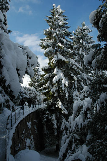 Picea abies

- Heimat: N-, M-, SO-Europa
- blüht im Mai und wird bis 50 m hoch
- Besonderes: Wird max. 600 Jahre alt. Höchster heimischer Baum. Stark gefördert durch Forstwirtschaft. Vielseitig verwendbares Holz.
