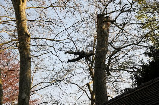 Die geschädigten Bäume im Park werden regelmässig von Baumpflegespezialisten überprüft und gepflegt.