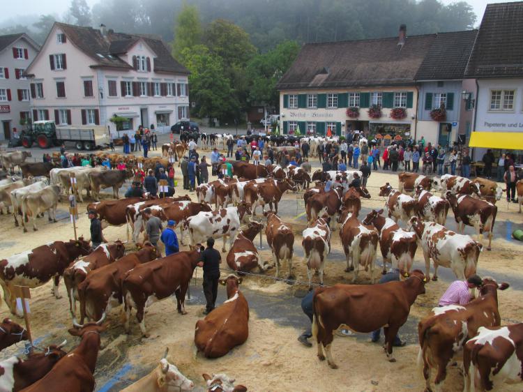 Viehschau 2016