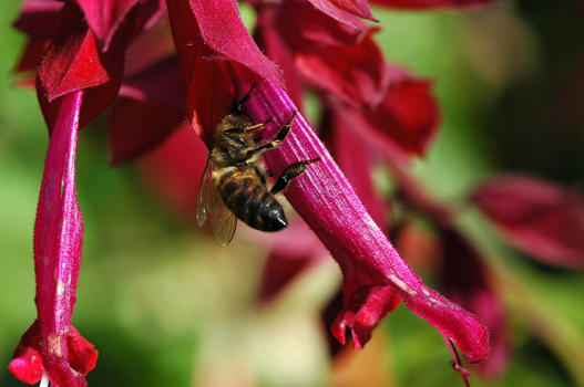 Warum sich abmühen und in den engen Blütenkelch kriechen, wenn es viel einfacher geht: Die Blüte aufstechen und schon ist die Biene oder die Hummel an ihrem Ziel.