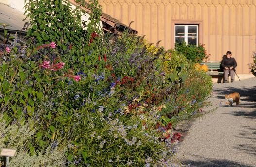 Von Mitte Mai bis zum ersten Frost findet sich vor dem Treibhaus eine Sammlung verschiedenster, nichtwinterharter Ziersalvien.