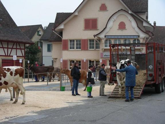 Viehschau 2008