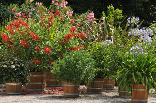 Warum nehmen Gartenfreunde so viel Mühe auf sich, Blumen für ihre Balkone und Blumenbeete zu ziehen, warum schleppen sie täglich Wasser zu ihren Kübelpflanzen und plagen sich im Herbst, diese in einen geeigneten Überwinterungsraum zu tragen? Eine mögliche Antwort steht in einem Buch über Sommerblumen: Wer Sommerblumen sät, erntet Freude.