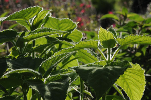 Leider blüht die aus Honduras stammende Salvia dorisiana nur im Winter. Trotzdem lohnt es sich, den Sommer über diese fruchtig duftende Salbei als lindgrüne Blattschmuckpflanze im Topf oder ausgepflanzt im Garten zu halten. Sie eignet sich für Tee und passt gut zu Süssspeisen.