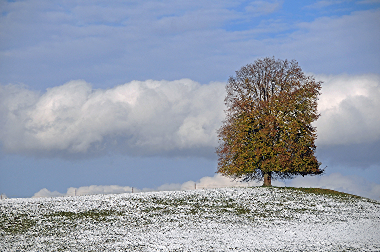 Logo des Alterszentrums Rosengarten