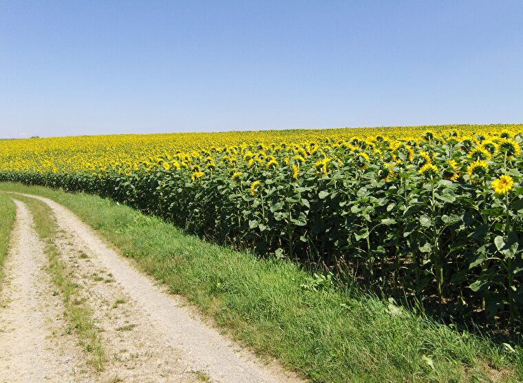 Sonnenblumenfeld