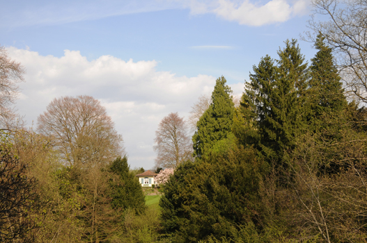 Ein bäumiger Park