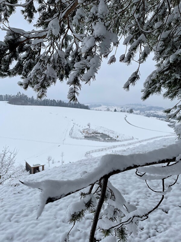 im Töggeliwald oberhalb der Jubihütte, Jonschwil