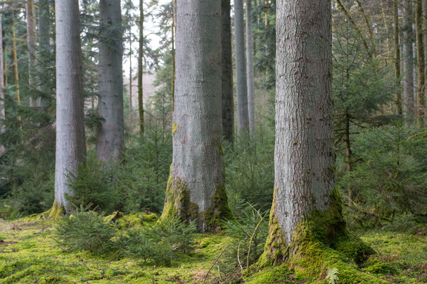 Wald