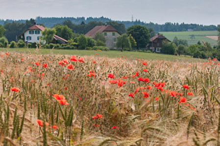 Chratzeren Sommer